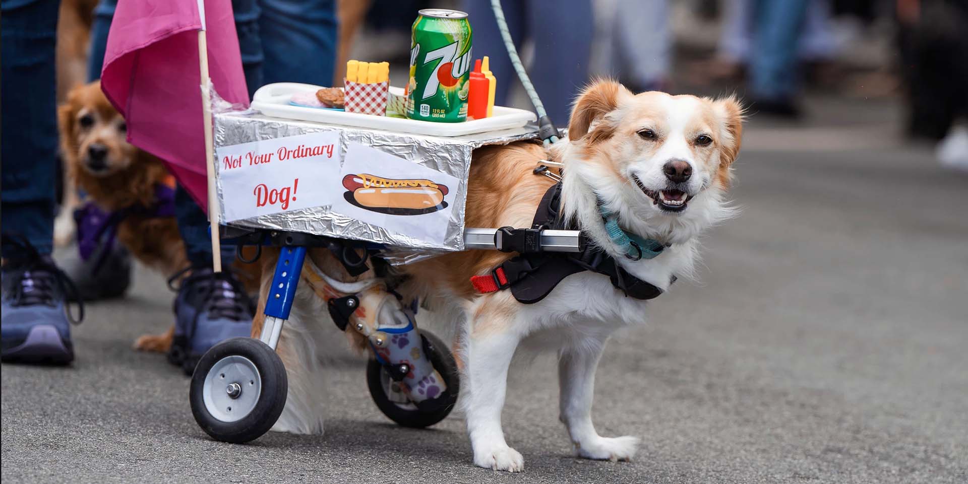 dog in pet parade